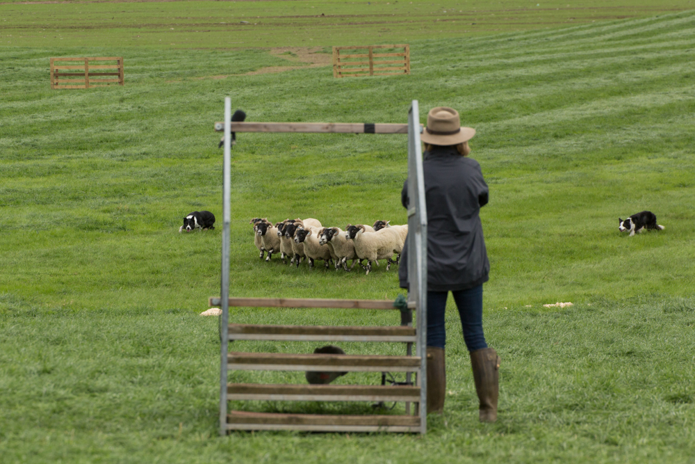 Katy Cropper Sheepdog Training