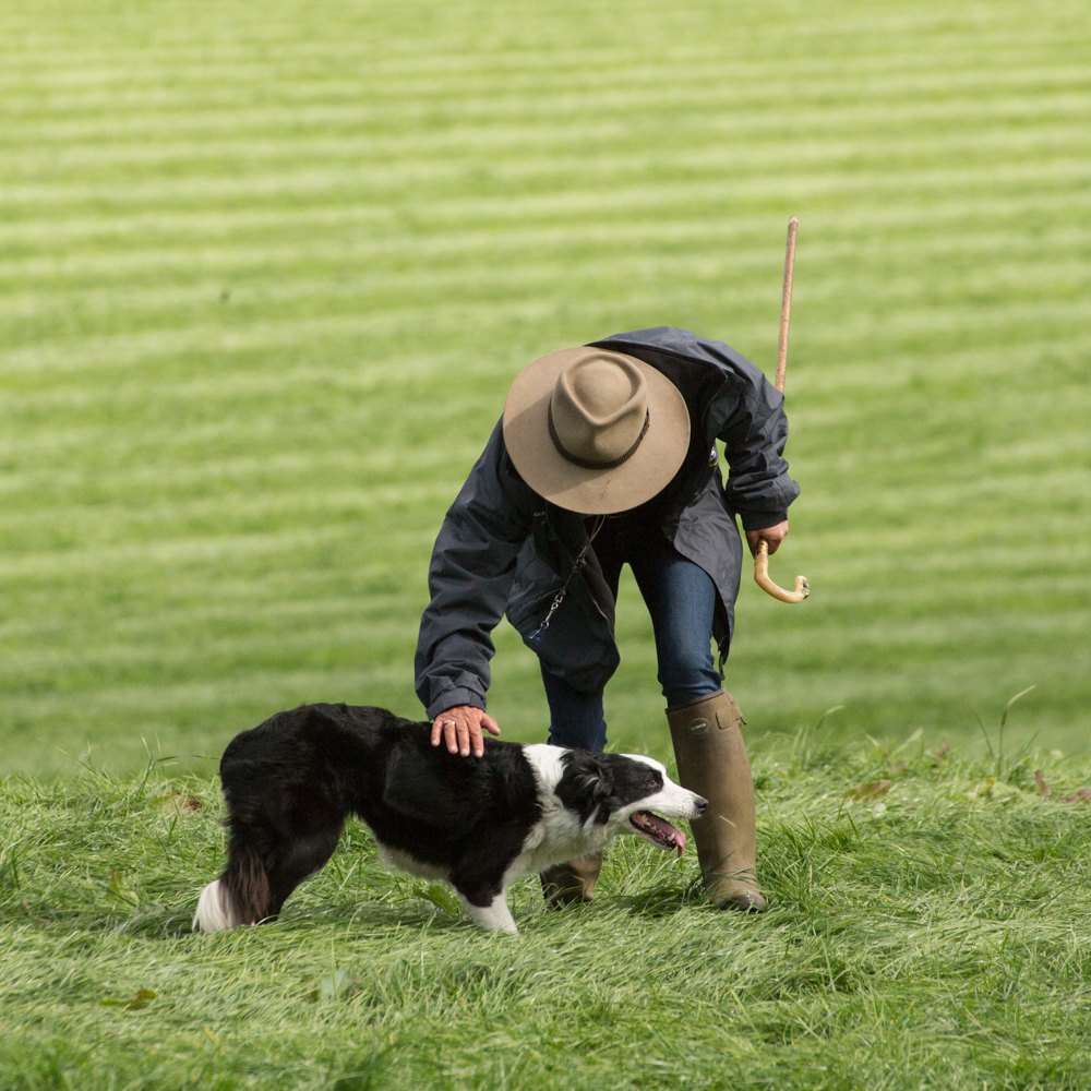 Katy Cropper Sheepdog Training