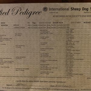 Butch's Pedigree