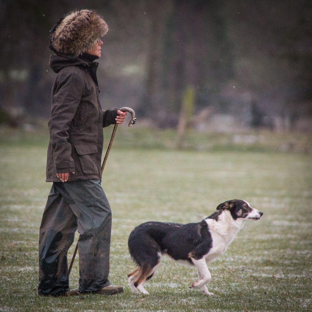 Katy Cropper Sheepdog Handling